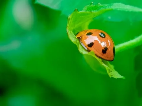 Ladybug orange from behind with Blurred background. Stock Photos