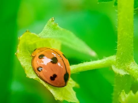 Ladybug orange from behind with Blurred background. Stock Photos