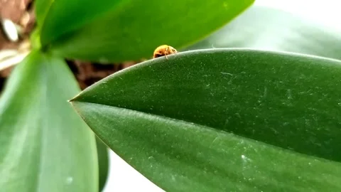 Ladybug (orange) crawling on an orchid leaf. Close up Stock Footage 299751513