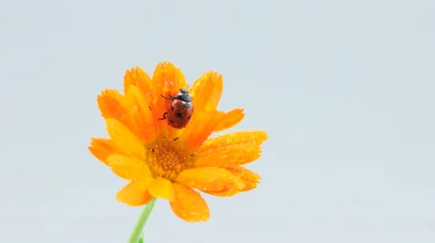 Ladybug on the orange flower with drops Stock Footage 52770950