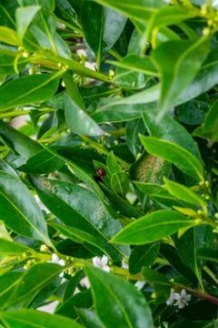 A ladybug in in an orange tree Stock Photos