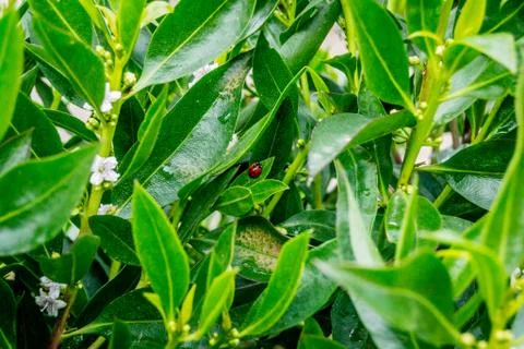 A ladybug in in an orange tree Stock Photos