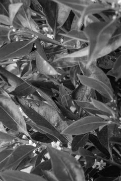 A ladybug in in an orange tree Stock-Fotos