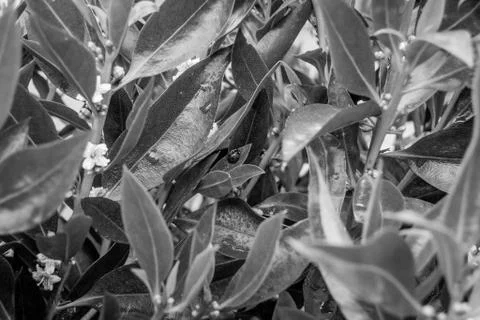 A ladybug in in an orange tree Stock Photos