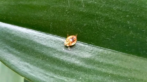 Ladybug (orange) turned over on an orchid leaf.  The real video. Close up Stock Footage 299850699