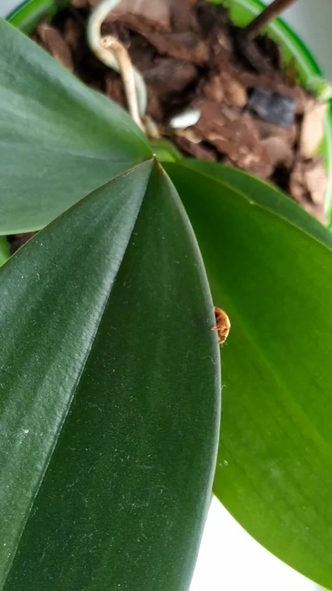 Ladybug on an orchid leaf. The real video. Close up Stock Footage 297706487