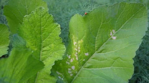 Ladybug On Organic Vegetable Leaf Natural Pest Control Stock Footage 329010541