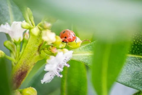 Ladybug over a green leaf Stock Photos