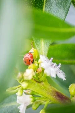 Ladybug over a leaf Stock-Fotos