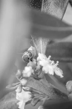 Ladybug over a leaf Stock-Fotos