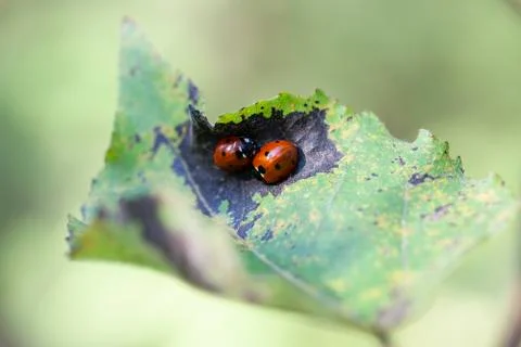 Ladybug - pair - leaf Photos