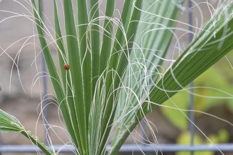 Ladybug on palm frond with thin white fibers in close-up garden view Stock Photos