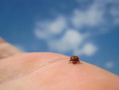 Ladybug on the palm Stock-Fotos
