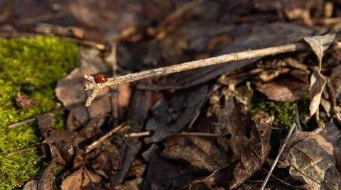 A ladybug is peacefully sitting on a stick thats in the dirt Stock Photos