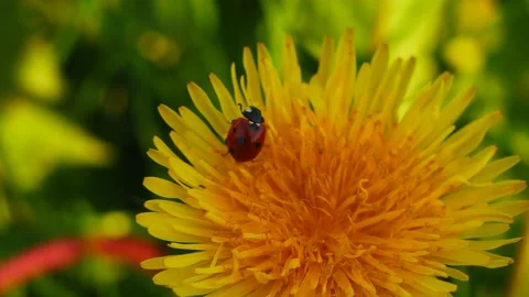 A ladybug peels off a dandelion flower. 스톡 동영상 154807987