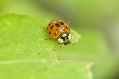 Ladybug perch on a green leaf Stock Photos