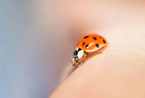 Ladybug  perched on a hand Stock Photos