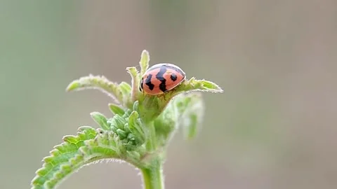 Ladybug Perched on Plant Bud Close Up Macro Nature Wildlife FHD Footage Video stock 321067533