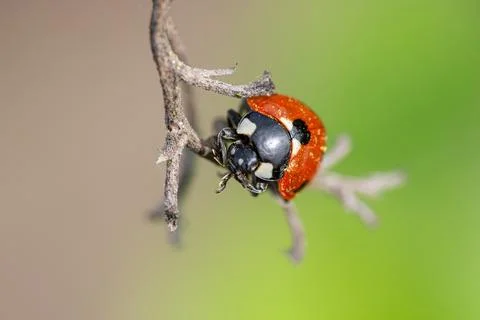 Ladybug perched on a twig, a close-up view showcasing its intricate details.. Stock Photos
