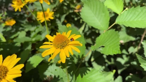 Ladybug perched on a yellow daisy, bright summer colors Stock Footage 323069726