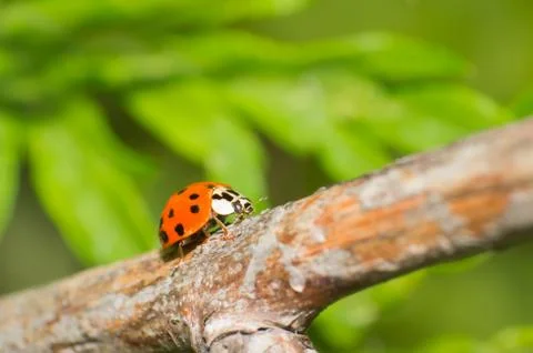 Ladybug Stock Photos