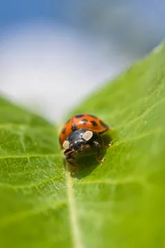 Ladybug Stock Photos