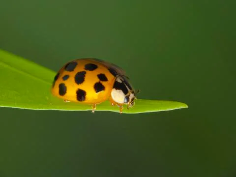 Ladybug Stock Photos