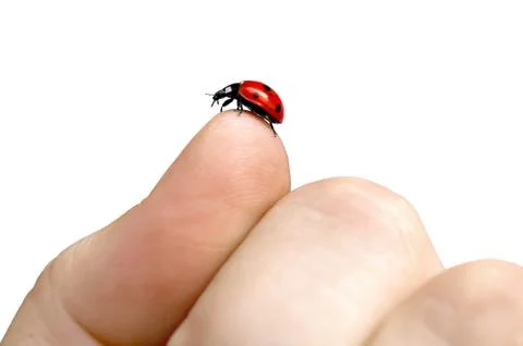 Ladybug Stock Photos