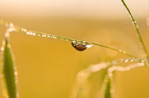 Ladybug Stock Photos