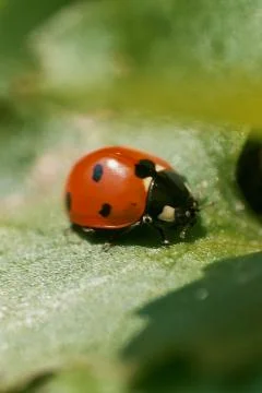 Ladybug Stock Photos