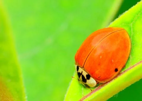 Ladybug Stock Photos