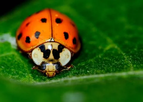 Ladybug Stock Photos