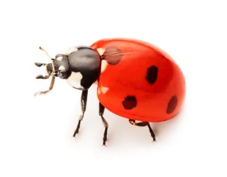 Ladybug Stock Photos