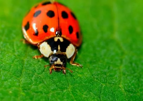 Ladybug Foto stock