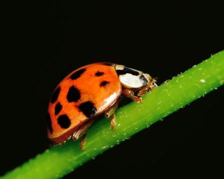 Ladybug Stock Photos