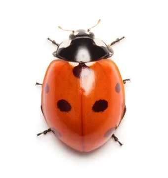 Ladybug Stock Photos