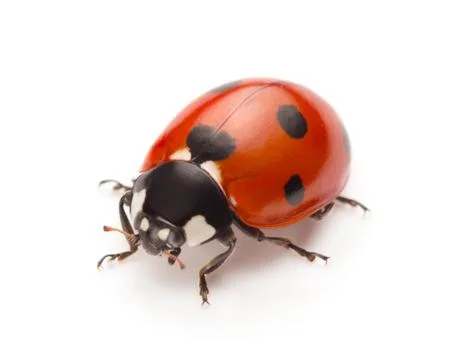 Ladybug Stock Photos