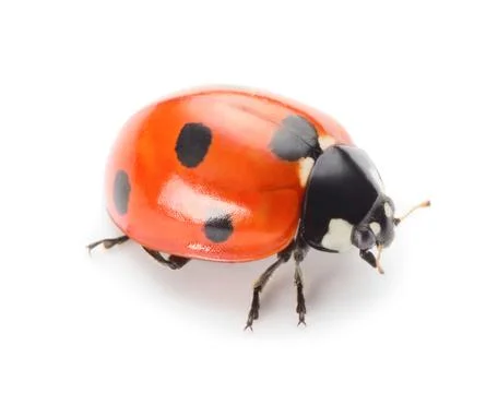 Ladybug Stock Photos