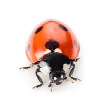 Ladybug Stock Photos