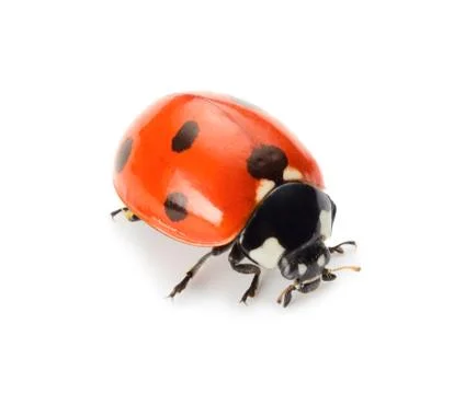 Ladybug Stock Photos