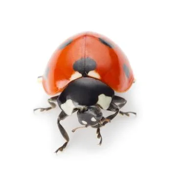 Ladybug Stock Photos