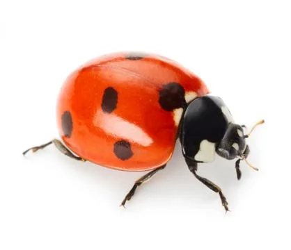 Ladybug Stock Photos
