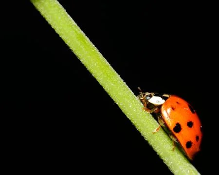 Ladybug Stock Photos