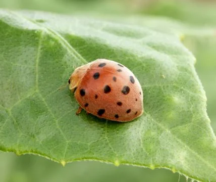 Ladybug Stock Photos