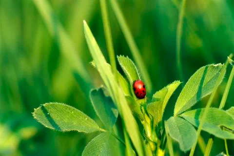 Ladybug Stock Photos