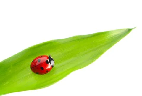 Ladybug Stock Photos