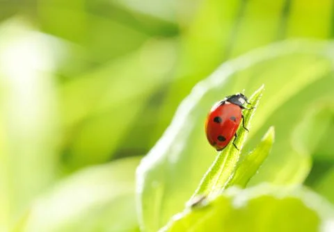 Ladybug Stock Photos