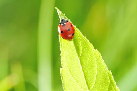 Ladybug Stock Photos