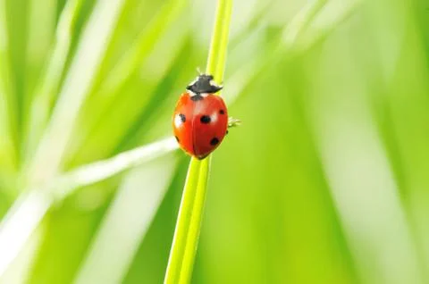 Ladybug Stock Photos
