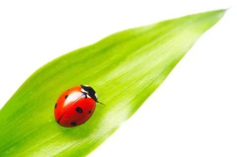 Ladybug Stock Photos